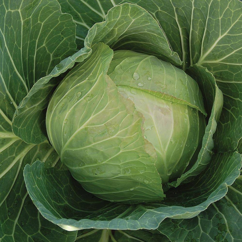 Thompson Morgan Cabbage Cabbice F Hybrid Seed Pack Horticentre