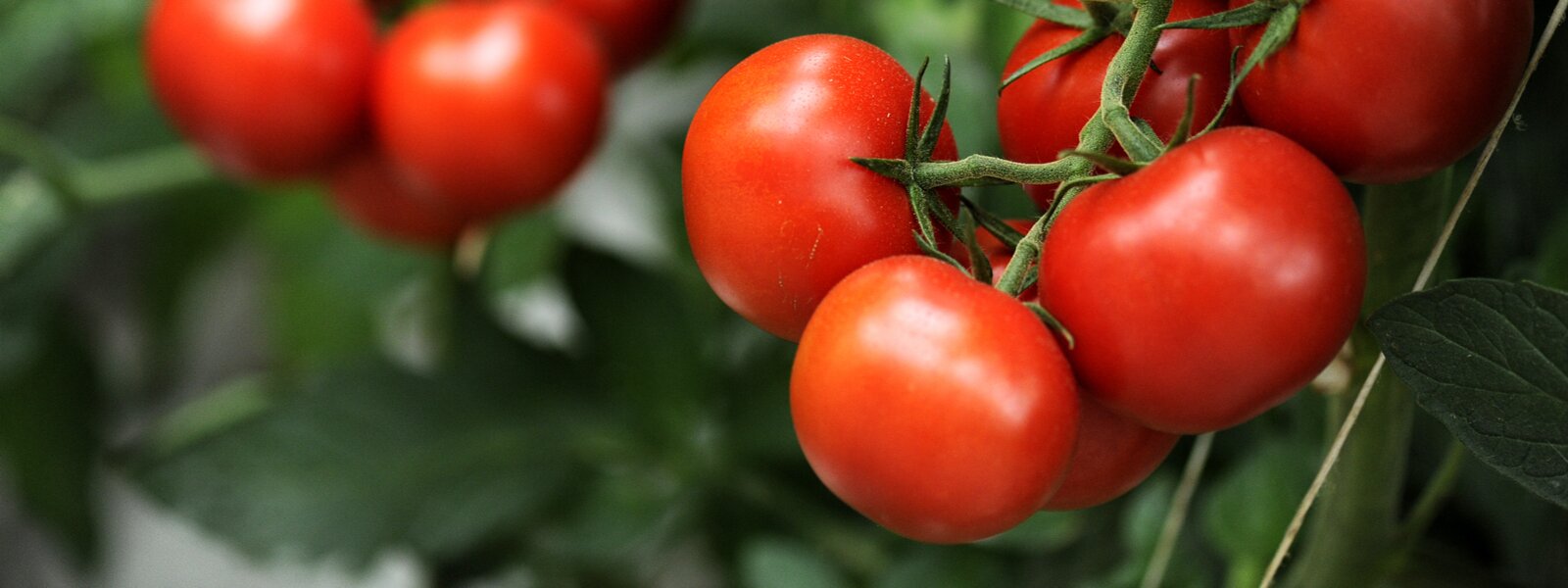 Tomatoes & vegetable plants