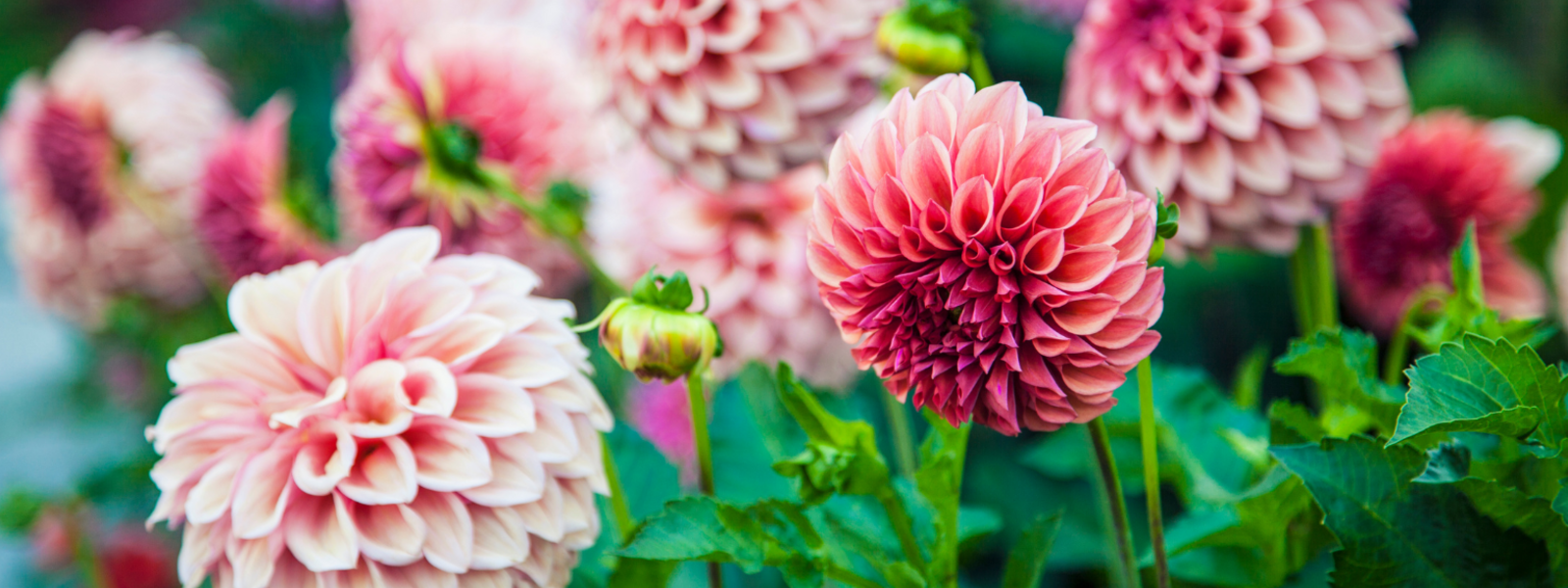 Summer Flowering Bulbs