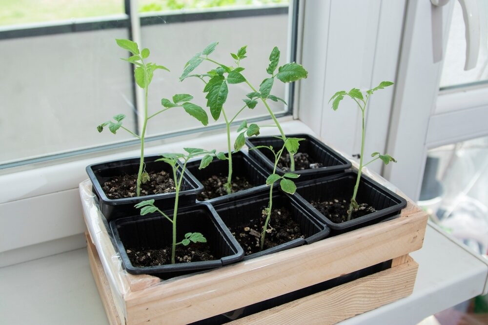 how-to-start-what-you-need-and-what-to-grow-in-the-kitchen-garden