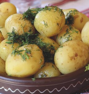 Buster Scottish Seed Potatoes 1.5kg