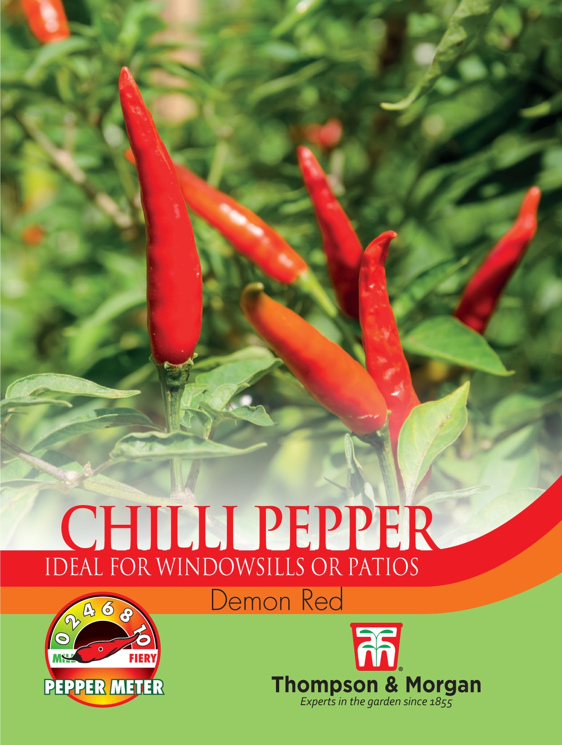 Buy Chilli Pepper 'Demon Red', Chilli Plants