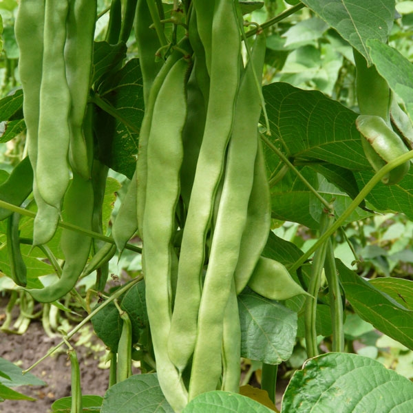 Climbing French Bean Hunter Kings Seed Packet - Horticentre - Your ...