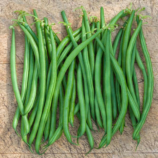 Dwarf French Bean Elba Kings Seeds - Horticentre - Your Family Run ...