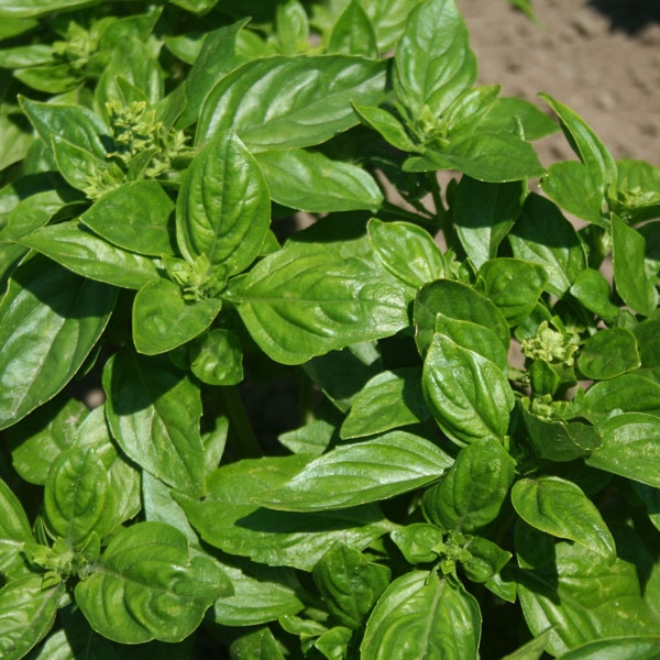 Herb Basil, British Kings Seeds - Horticentre - Your Family Run Garden ...