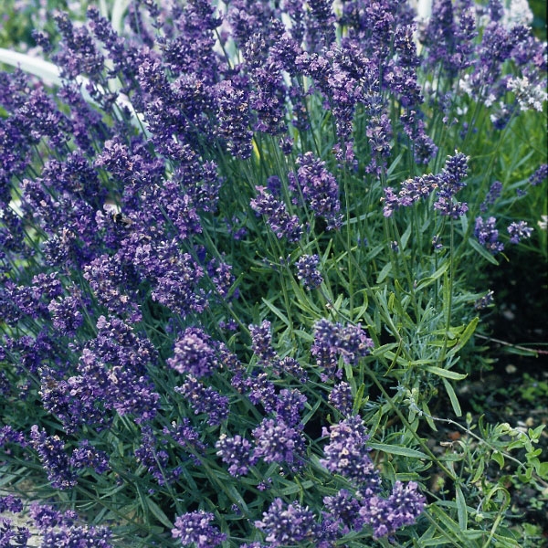 Lavender Munstead Dwarf- Kings Seeds - Horticentre - Your Family Run ...