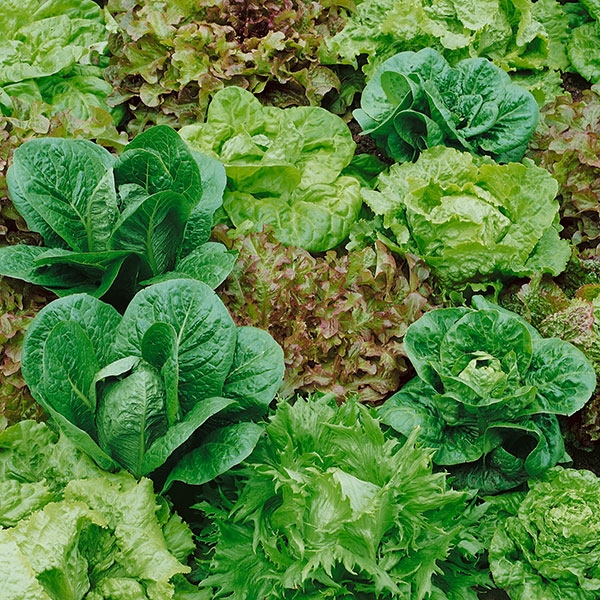 Lettuce Mixed Kings Seeds - Horticentre - Your Family Run Garden Centre ...