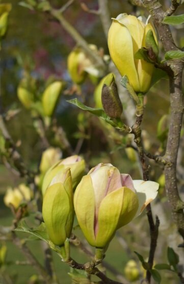 Magnolia Sunsation - Horticentre - Your Family Run Garden Centre in  Wakefield and Huddersfield