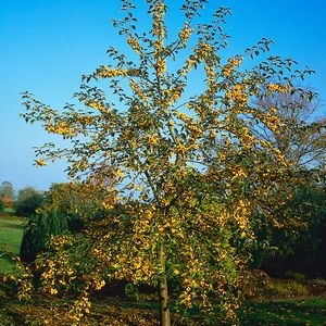 Malus Golden Hornet Crab Apple - Horticentre - Your Family Run Garden 