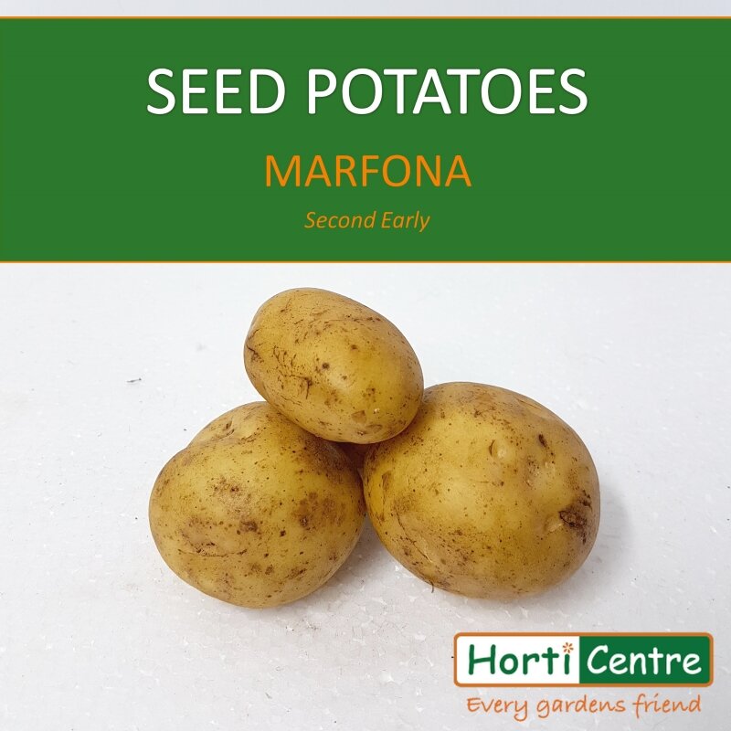 Jersey royal sale seed potatoes uk