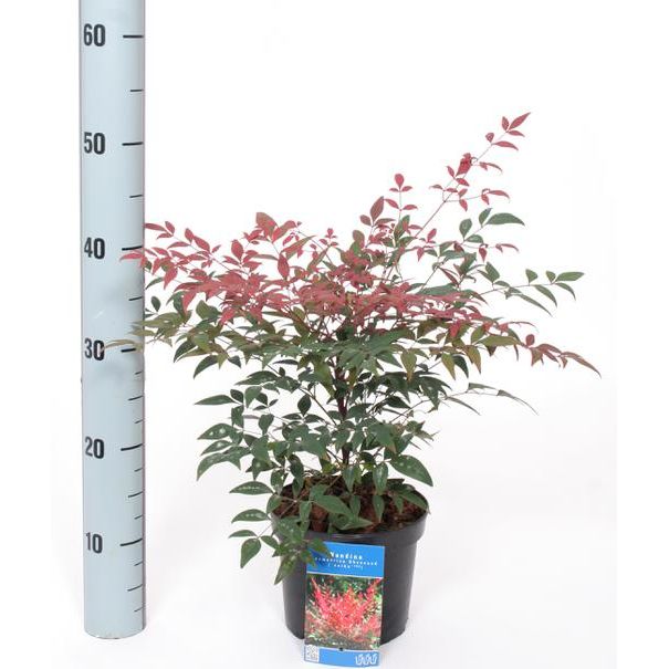 Nandina Domestica Obsessed C2 Pot - HortiCentre - Your Family Run ...