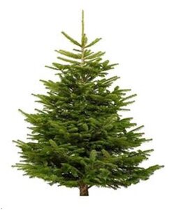 Nordman Premium Grade Tree 3.0m/3.6m (10/12ft)