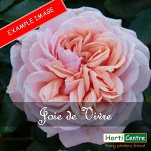 Rose Joie De Vivre Floribunda - Horticentre - Your Family Run Garden ...