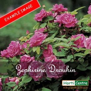 Rose Zephirine Drouhin Climber - Horticentre - Your Family Run Garden ...